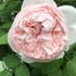 四季の香ローズガーデンのバラ