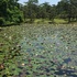 2019神代植物公園