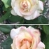 薔薇