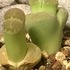 サボテン🌵多肉植物