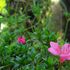 身近な植物　野草　樹木など