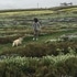 うちの草花・盆栽・山野草2019