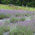 出掛け先の花たち✨