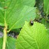 《庭・畑・近郊などの昆虫や小動物大空・山・川・海》ＮＯ ・２