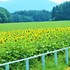 《庭・畑・近郊などの昆虫や小動物大空・山・川・海》ＮＯ ・２