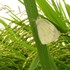 《庭・畑・近郊などの昆虫や小動物大空・山・川・海》ＮＯ ・２