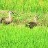 《庭・畑・近郊などの昆虫や小動物大空・山・川・海》ＮＯ ・２