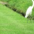 《庭・畑・近郊などの昆虫や小動物大空・山・川・海》ＮＯ ・２