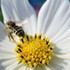 《庭・畑・近郊などの昆虫や小動物大空・山・川・海》ＮＯ ・２