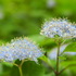 山小屋の花