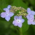 山小屋の花