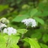 山小屋の花