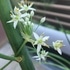 野菜・果樹の花、芽