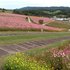 お出かけ先の景色とお花たち🌺