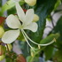 ふくおかルーバルガーデン3～2000枚からの花便り💠🌿