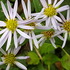 ふくおかルーバルガーデン3～2000枚からの花便り💠🌿