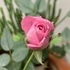 2019 我が家の薔薇