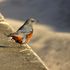 鳥や動物・・山沿いや海沿いにて