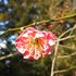 神社の花