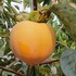 庭の果実 柿 レモン