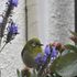 庭先のやって来る🐦小鳥や🐱子猫の色々