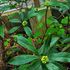 てんこの花つくり(藤沢の庭)冬2020🎍🐁🐀