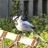 虫と動物（鳥・動物編）２０２０年