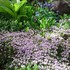 ❁perennial herb❁garden