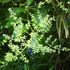 野の花 公園の花 通りすがりで