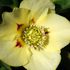 Helleborus 2019-2020