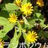 花あそび　<  お出かけ先の花　2020から2024>