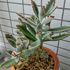 🌵No.2 我家の多肉植物たち🌵