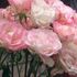『バラを愛でる喜びの日々』〜自宅の庭花便り〜🌹