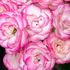 『バラを愛でる喜びの日々』〜自宅の庭花便り〜🌹