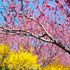 お出掛け先の花や風景