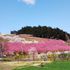 お出掛け先の花や風景