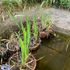 庭と雑草花壇と池