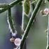 多肉植物ものがたり