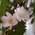 今年の十月桜(市役所前)