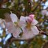 今年の十月桜(市役所前)