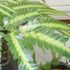  シダ植物鉢植展・講演会