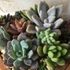 Succulents