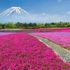 庭の花　2021　7月～9月