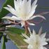 Epiphyllum pumilum