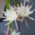 Epiphyllum pumilum