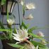 Epiphyllum pumilum