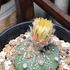 サボさん🌵