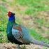 裏山近郊で出会った鳥たち