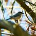 裏山近郊で出会った鳥たち