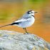 裏山近郊で出会った鳥たち